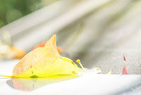 球俱乐部之 球俱乐部之